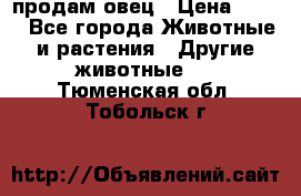  продам овец › Цена ­ 100 - Все города Животные и растения » Другие животные   . Тюменская обл.,Тобольск г.